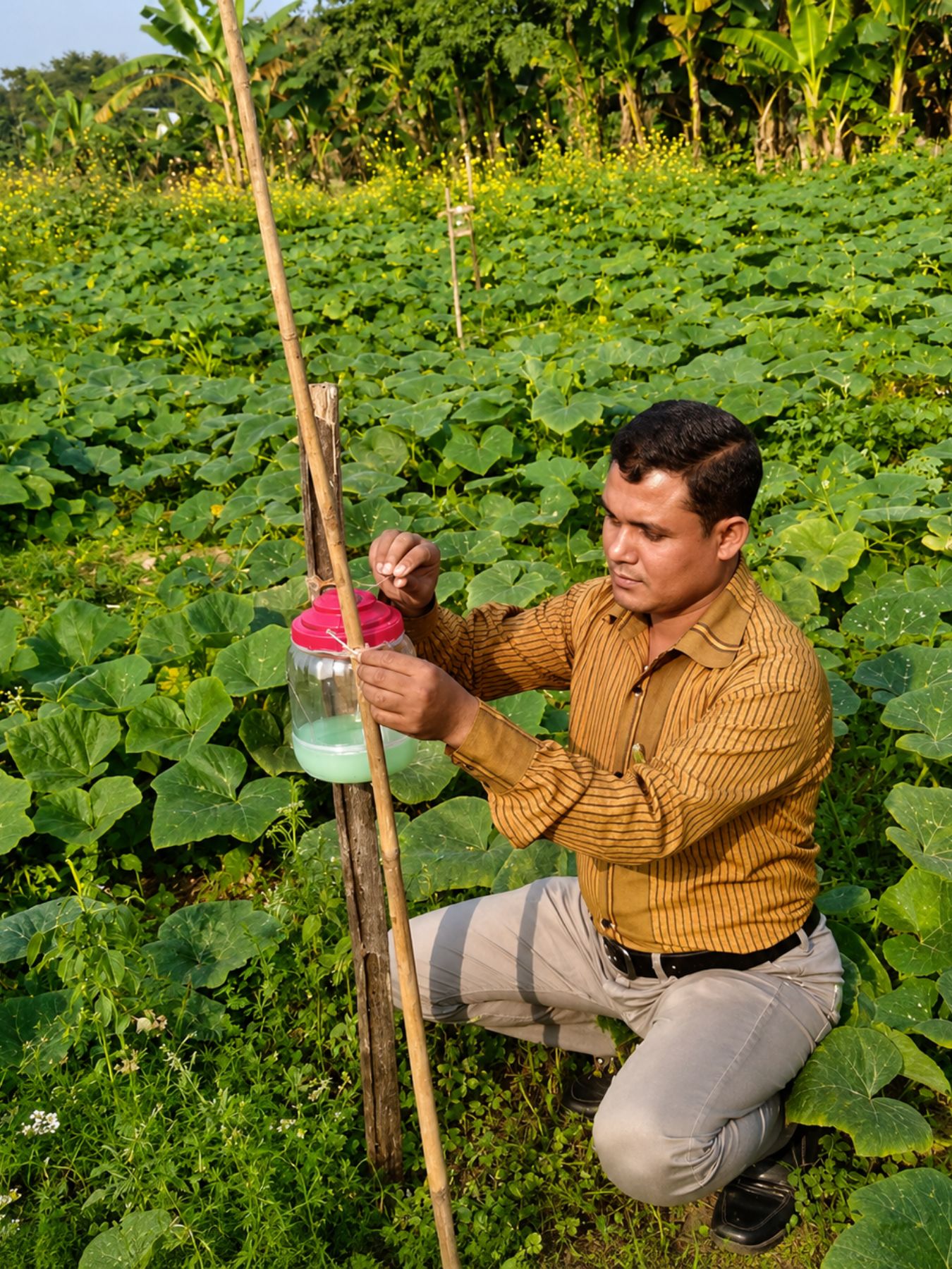 Organic Agro (10)