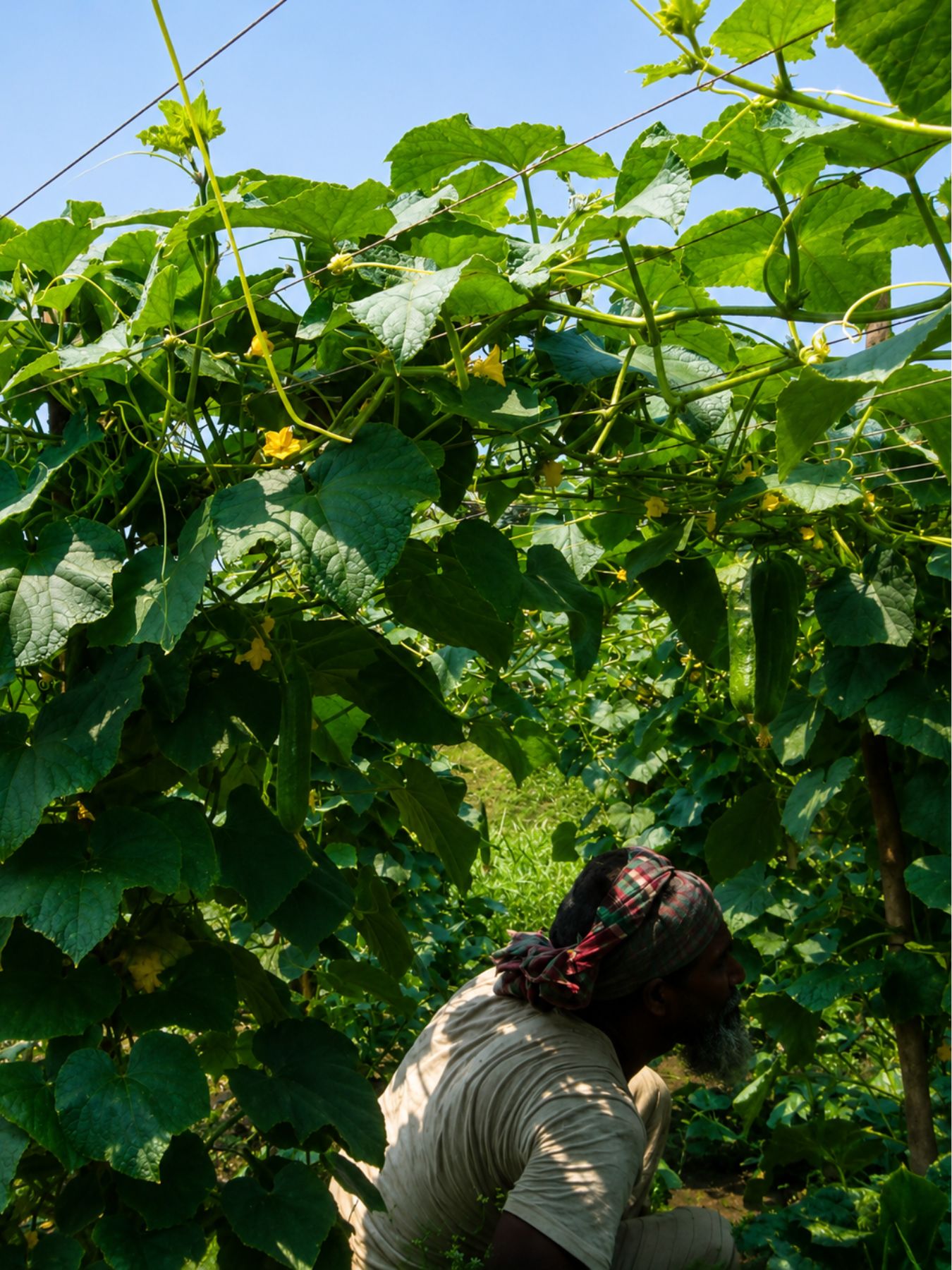 Organic Agro (11)