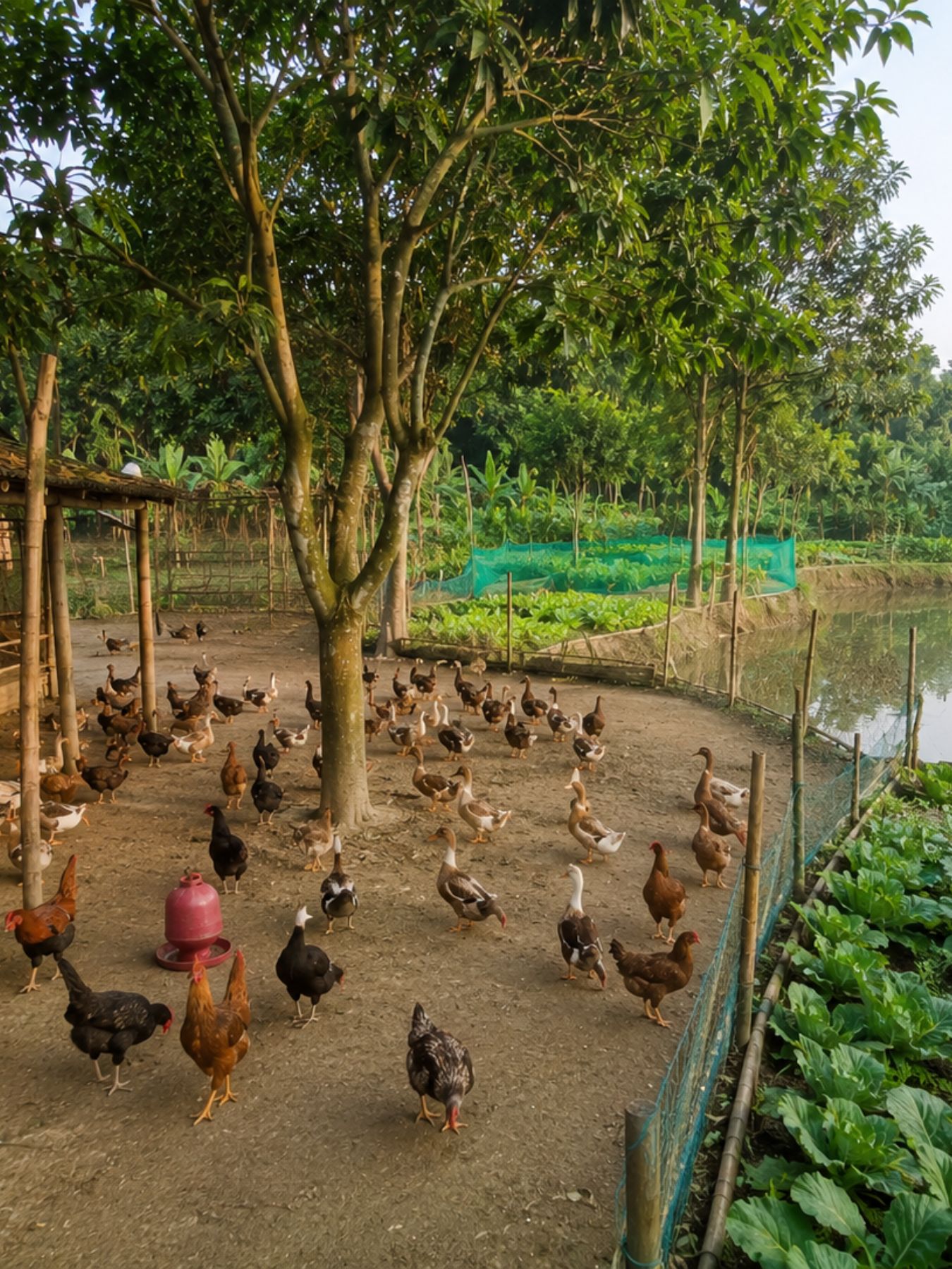 Organic Agro (15)