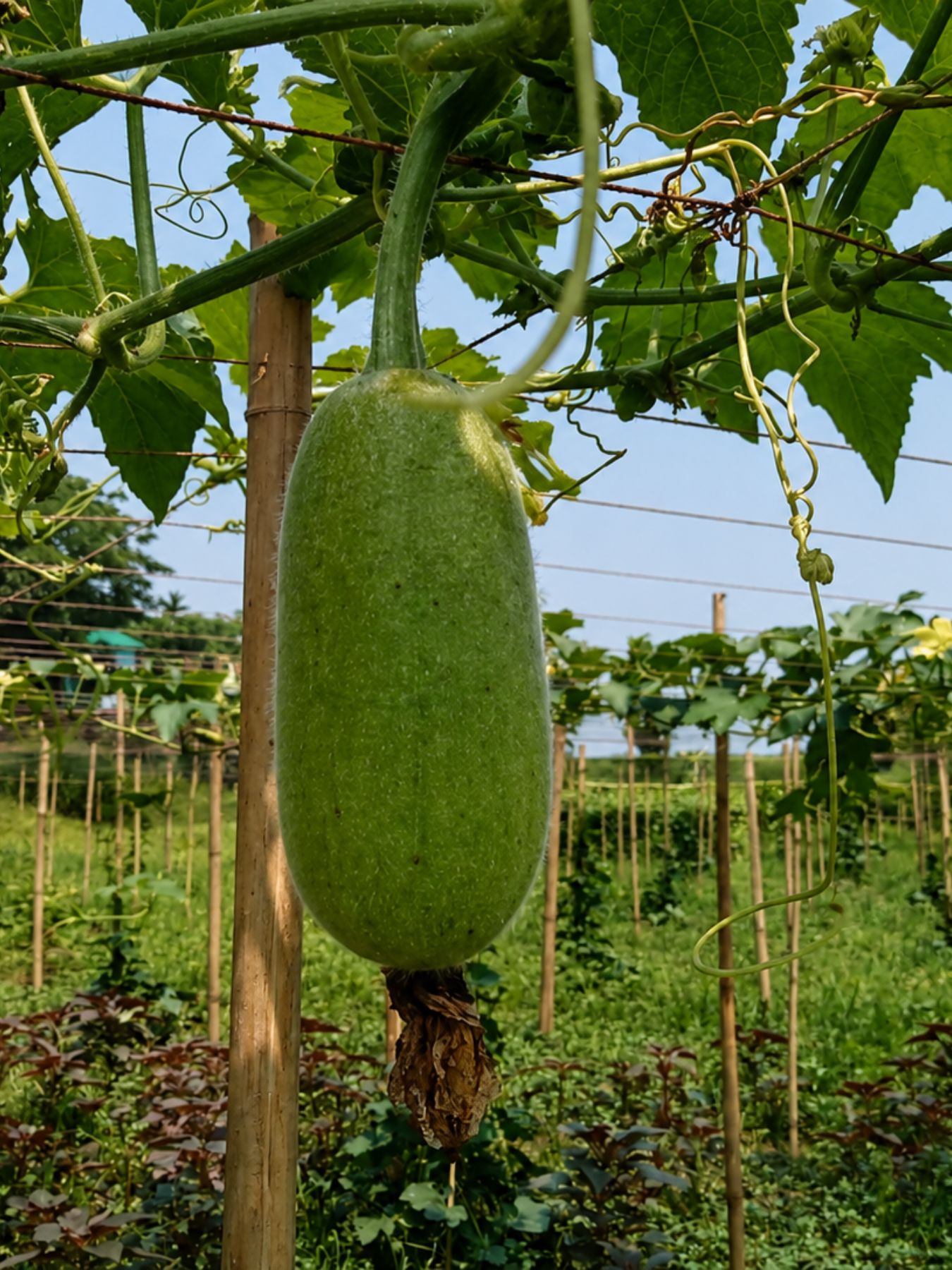 Organic Agro (3)