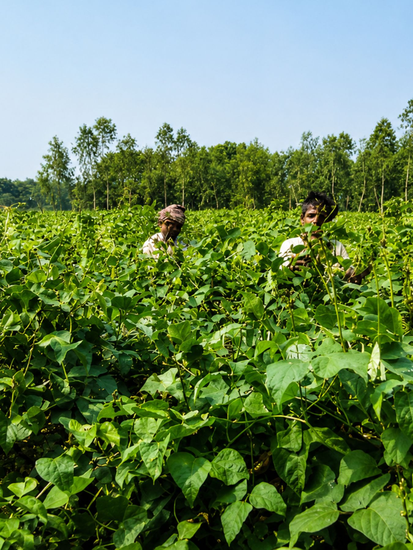 Organic Agro (6)