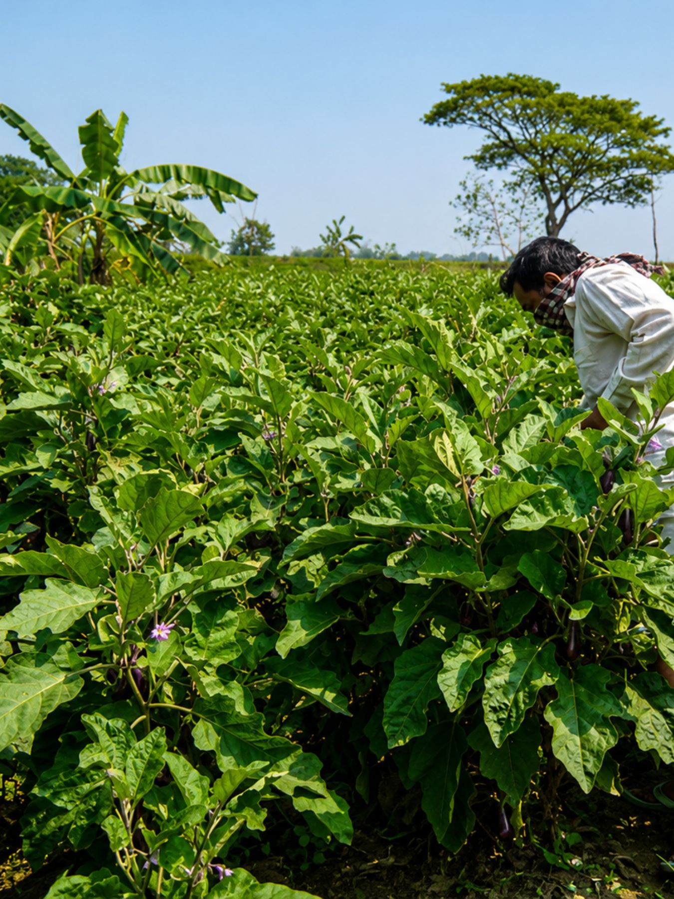 Organic Agro (8)