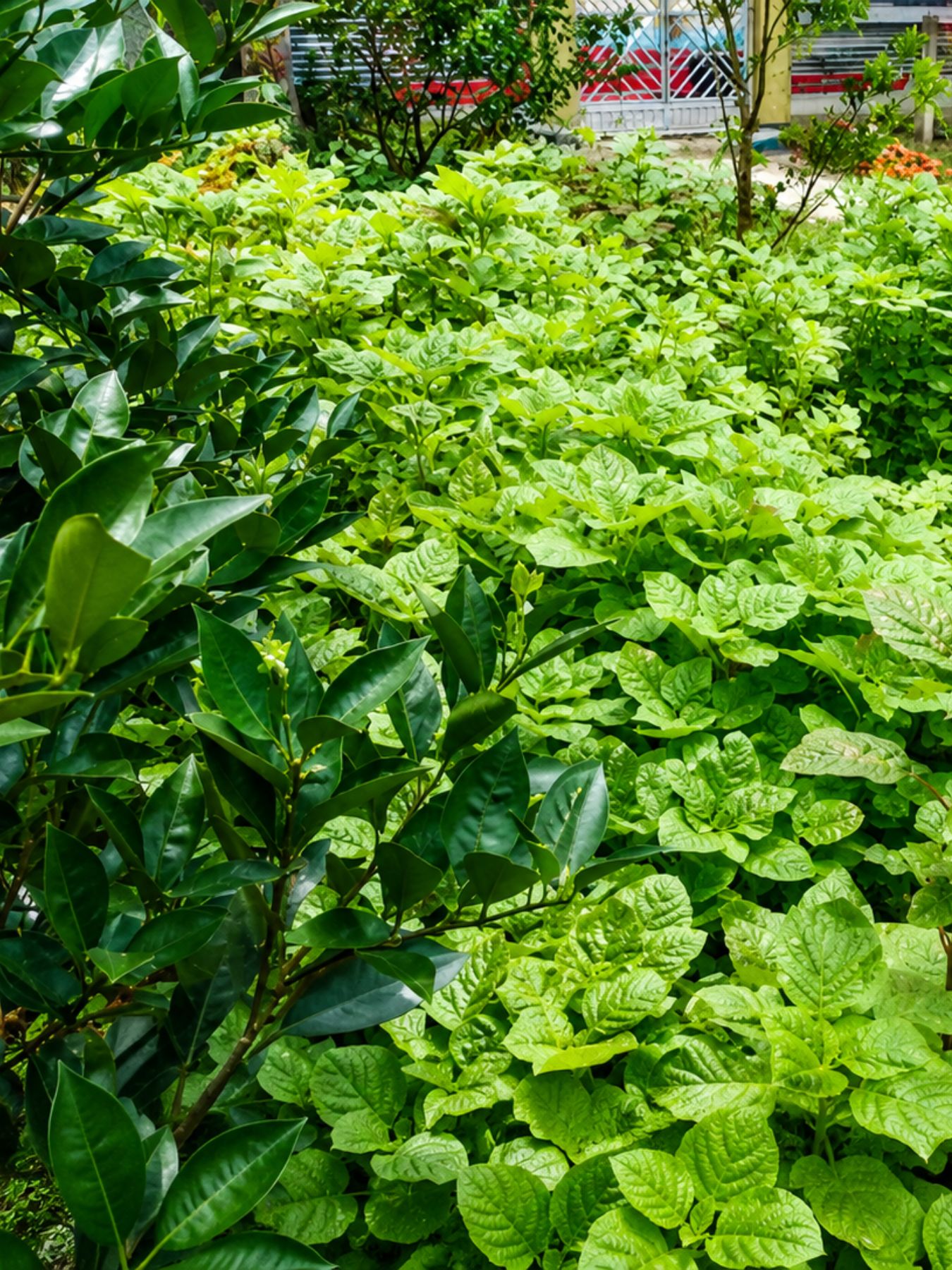 Organic Agro (9)