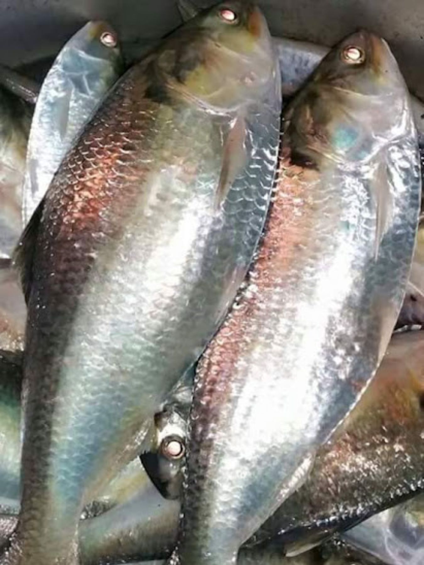 রোজরোজ স্মার্ট শপ (10)